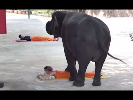 Video: આ મસાજ પાર્લરમાં હાથીઓ કરે છે માણસોનું મસાજ