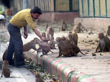 વાનરોને ભોજન વાનરોને ભોજન