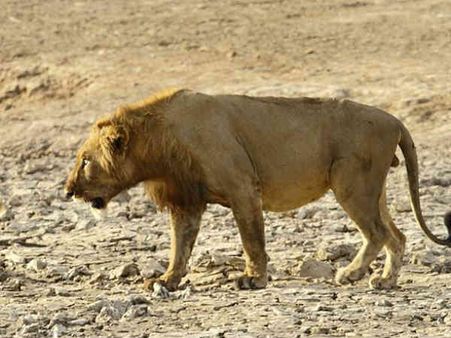 જૂનાગઢમાં ઝૂ-કર્મી મારી સિંહને થપ્પડ, વિડિયો વાયરલ થતા ચકચાર