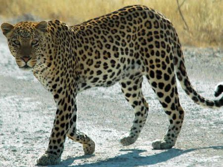 એક રાતમાં 23 બકરાનો દિપડાએ કર્યો શિકાર 