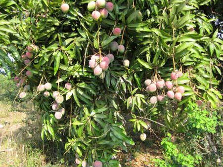 કેરીનો 70 ટકા પાક નિષ્ફળ