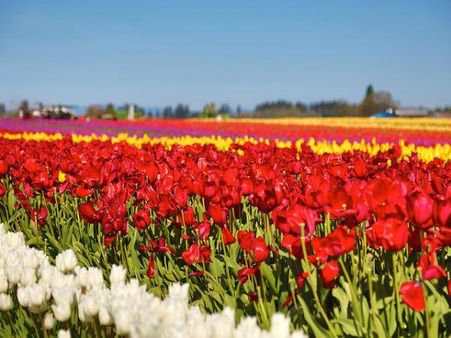 ઇંદિરા ગાંધી મેમોરિયલ ટ્યૂલિપ ગાર્ડન