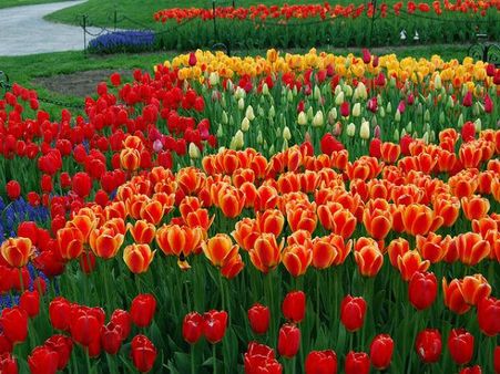 60થી પણ વધારે પ્રજાતિના ફુલ