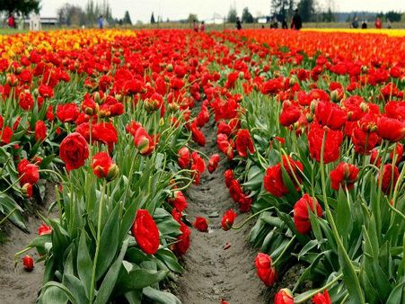 બીજું શું કરશો શ્રીનગરમાં? 