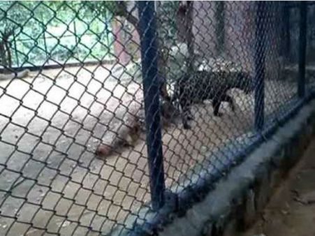 શું થયું જ્યારે ચિત્તાના પિંજરામાં પડી ગયું 2 વર્ષનું બાળક