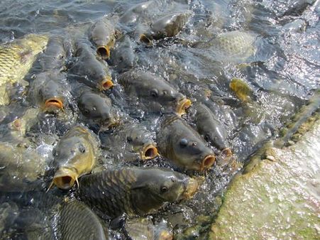 મનસર ઝીલ