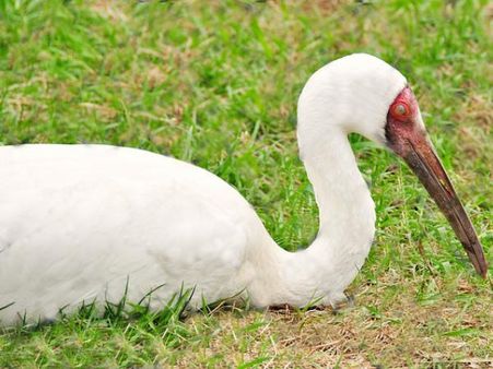 ભરતપુર પક્ષી અભયારણ્ય