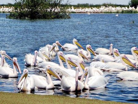 સુલ્તાનપુર પક્ષી અભયારણ્ય