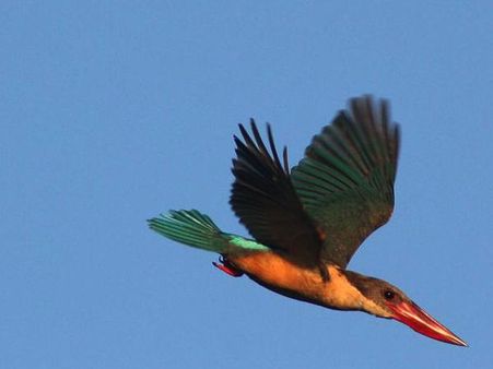 સલીમ અલી પક્ષી અભયારણ્ય