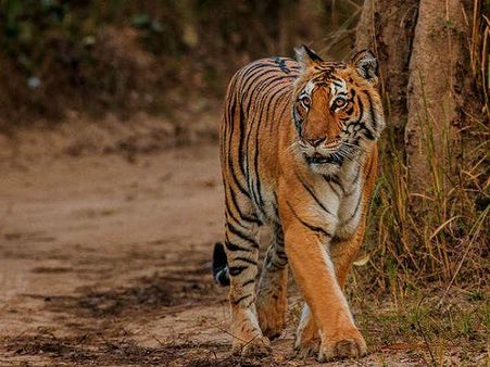 કૉર્બેટ નેશનલ પાર્ક, ઉત્તરાખંડ