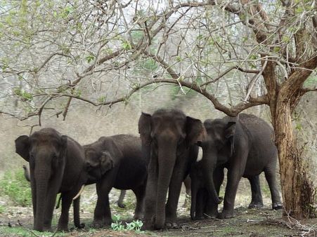 બાંદીપુર નેશનલ પાર્ક