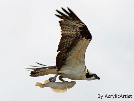 હવામાં મોત