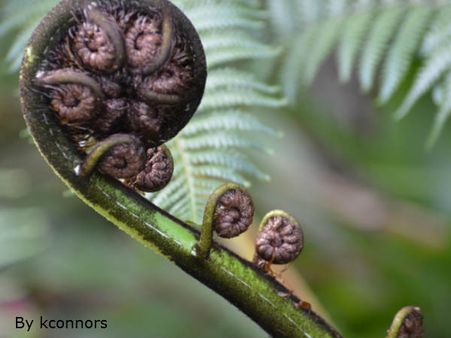 આ જાનવર નહીં છોડ છે