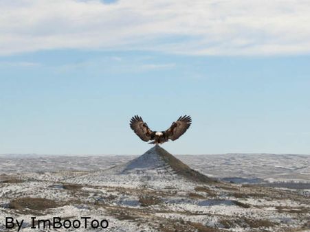 ઉડતું પક્ષી 