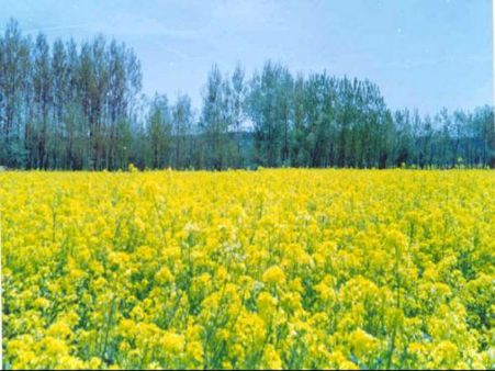 પુલવામા