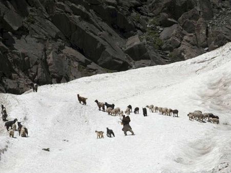 સફેદ પર્વત પર એક પશુપાલક