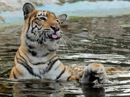 કોલકાતાના પ્રાણીસંગ્રહાલયમાં વાઘ કોલકાતાના પ્રાણીસંગ્રહાલયમાં વાઘ