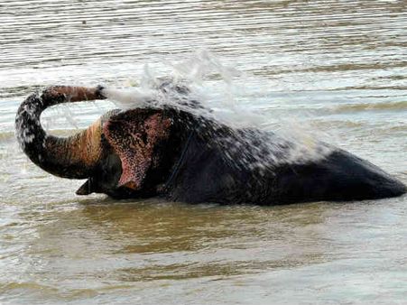 જયપુરમાં જ્યારે હાથીને લાગી ગરમી જયપુરમાં જ્યારે હાથીને લાગી ગરમી