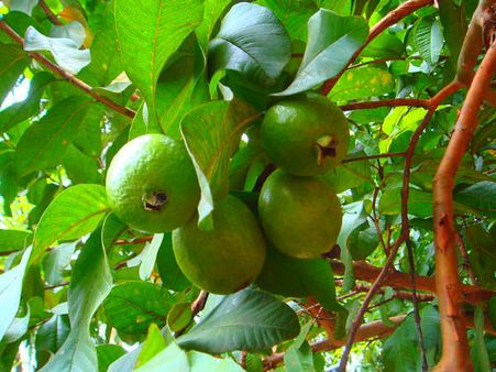 ગરમ ફળો ના આરોગો