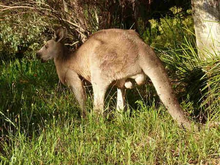 કંગારુ