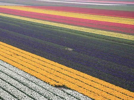 ટૂલીપ ફીલ્ડ, હોલેન્ડ