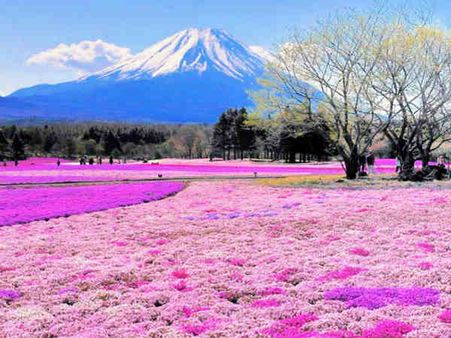 શીબાઝાકુરા હિલ