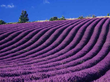લવેંડર ફીલ્ડ, ફ્રાંસ 