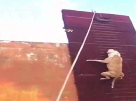 Video: આ કૂતરાને ઉડતો જોઇ આપ વિશ્વાસ નહીં કરો!!
