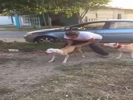 કૂતરાઓને ઊછળકૂદ કરતા જ જોયા હશે