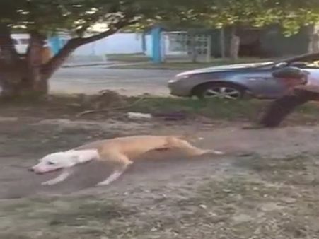 તરું 10 ફૂટ કરતા વધારે છલાંગ લગાવી શકે