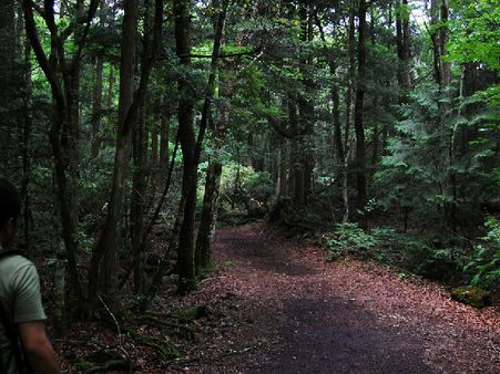 ઔકીગહરા વન, જાપાન