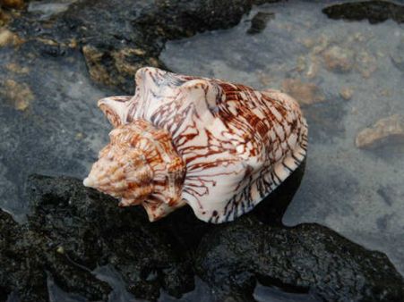 ઘરમાં આવે છે ધન