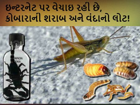 ઇન્ટરનેટ પર વેચાઇ રહી છે, કોબારાની શરાબ અને વંદાનો લોટ!