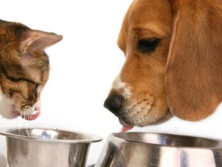 જાનવરોના ખાવાના વાસણ