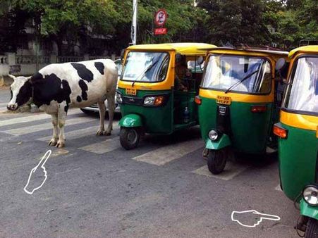 પ્રાણી છે હોશિયાર