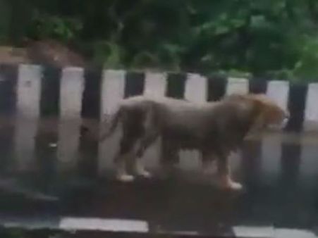 જંગલનો રાજા રસ્તા પર