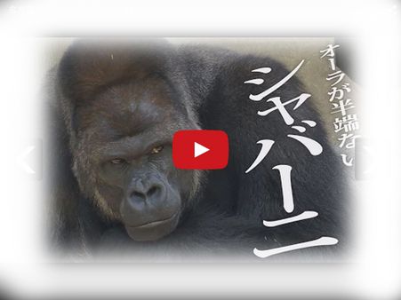 ફિલ્મ સ્ટાર્સને ટક્કર આપતો ગોરિલ્લા, તેની અદા પર યુવતીઓ ફિદા