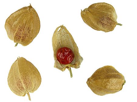 અશ્વગંધાનું સેવન