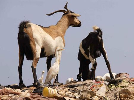 સજામાં ઘેંટાનું માસ ખાવું પડે