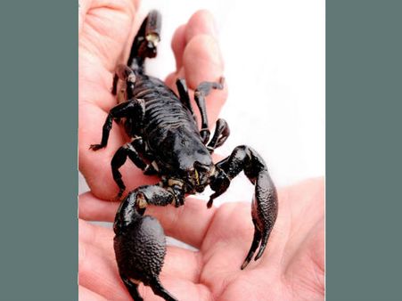 વિછીથી થાય છે ઇલાજ 