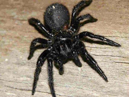 સ્પાઇડરમાંથી બને છે દવા