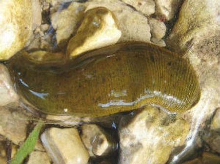 પીડા હારક જોંક