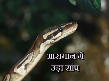 અને ઉડવા લાગ્યો સાંપ 