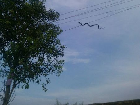 ઝાડ જોડે તાર પર લટક્યો સાપ