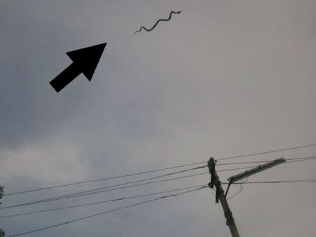 અચાનક ઉડવા લાગ્યો સાંપ