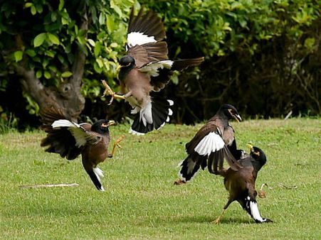 જ્યારે એક કાબરે કરી કાબર જોડે ફાઇટ