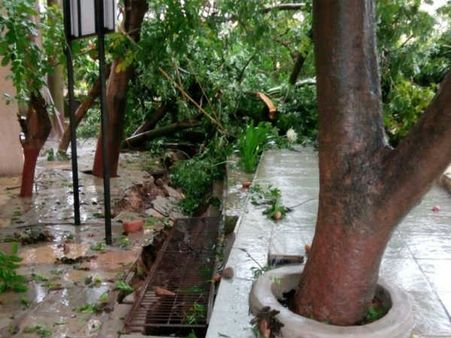 3500 ઝાડ તૂટી પડ્યા