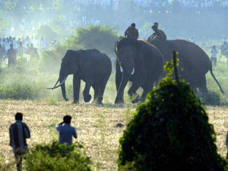 પૂરના ત્રસ્ત થઇને જંગલનો હાથી આવી ગયો શહેરમાં 