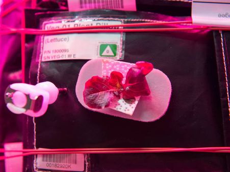 અવકાશમાં ઊગી રહી છે શાકભાજી