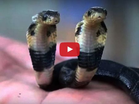 ચીનમાં દેખાયો બે મોઢાળો સાપ, જુઓ વીડિયો